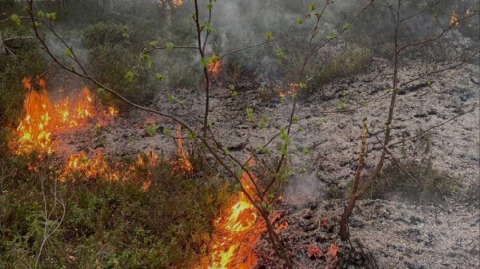 В Мурманской области потушили шесть лесных пожаров
