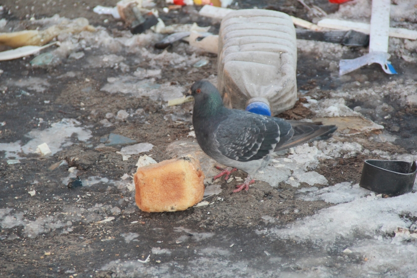 В Мурманской области собрали более 900 кубометров мусора 
