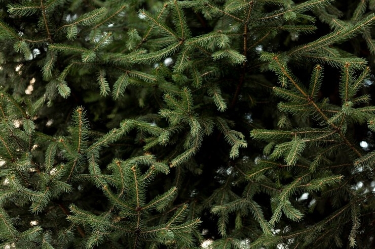 В Роспотребнадзоре посоветовали покупать елку в 20-х числах декабря   