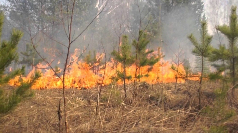 Предупреждение лесных пожаров